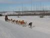 Dog Sled